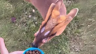 Олень мунтжак 🦌 Милый или жуткий?