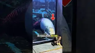 The STRONGEST Fish! 🤯