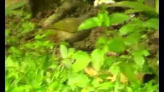 Пестрогорлый бюльбюль Pycnonotus finlaysoni.wmv