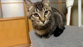 保護猫シェルターからLIVE配信猫