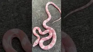 #cutesnakes