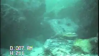 VIDEORAY - MARINE LIFE OBSERVATION Galapagos