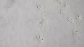 Leaving his chicken tracks