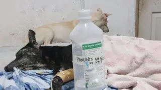Lola Kris | How To Clean Dog's Mouth Ulcer | Saline Flush