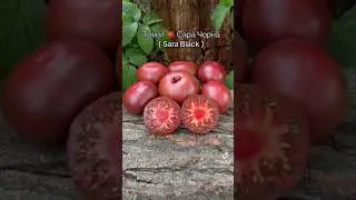 Томат 🍅 Сара Чорна (Sara Black)
