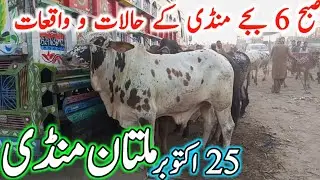 Today Fresh Multan Cow Mandi Latest Update Video | Cholistani Sahiwal Bachre | Multan Janwar Mandi🔥