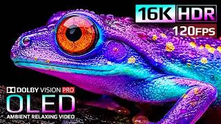 Spectacular 16K HDR Dolby Vision in Smooth 120 FPS | OLED Showcase (4K Video • 8K Ultra HD TV)
