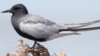 Чёрная крачка (англ. Black tern)