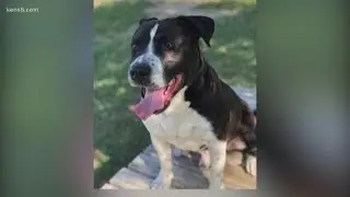 KENS CARES: Check out the pets available for adoption