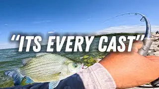 WHITE BASS FEEDING FRENZY! Devils lake , ND