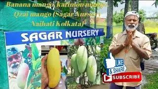Sagar Nursery Visit naihati Kolkata Part 2 banana mango #katimon mango# Qzai mango@sagarnursery1912