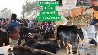 চৌবাড়িয়া হাটের বকনা,গাভী part=02 ও সেলপোষ্ট ১৭/০১/২০২৬