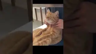 Body Massage Parlour for Catos😻 #shorts #funnyshorts #viral #youtubeshorts