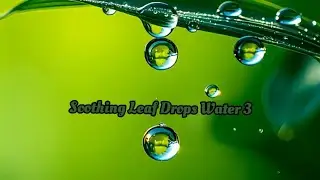 Успокаивающие капли листьев Water 3 #asmr #расслабление #образование #развлечение #fyp #природа