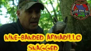 1.15 Grabbing a nine-banded armadillo by Bare Hands Beran