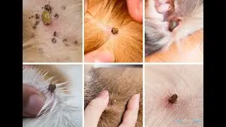 Dog Hard Tick - القراد في الكلاب