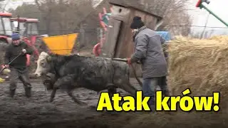 Rolnicy. Podlasie. Gienek i Sławek zaganiają cielaki do obory. Ale nerwy!