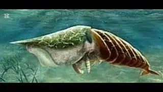 Short prehistoric creature explanations:trilobite queen (AKA Hurdia Victoria)