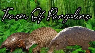 Teaser Of Pangolins