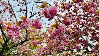 If you miss Cherry Blossom!