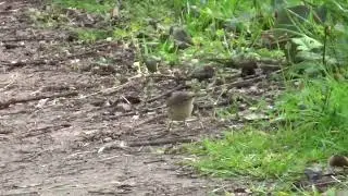 Chiffchaff UK Wildlife