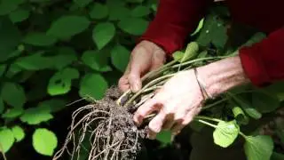 Harvesting wasabi