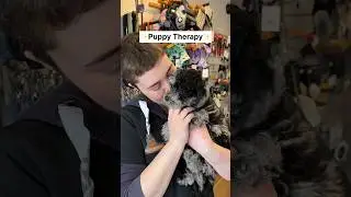 Puppies are just the best 🤩🐶 #puppytherapy #puppy #puppies