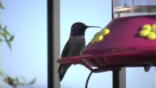 HUMMERPS