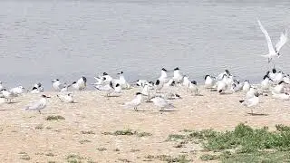 Common Turn chick being feed a sand eel