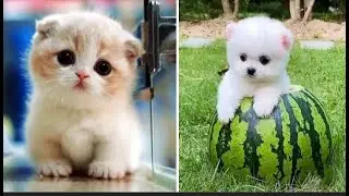 Top 6 cute Animals in the World