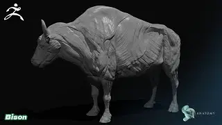 Bison - Musk OX Anatomy Sculpting In Zbrush