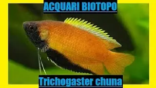 Trichogaster chuna-scheda allevamento