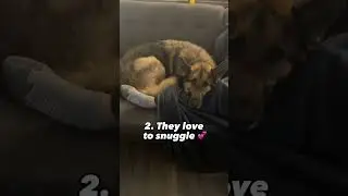 Top 5 Things About German Shepherds