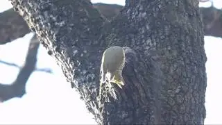 アオゲラ