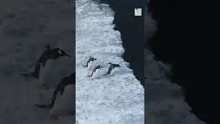 How Do Penguins Navigate Underwater? 🐧🧭 (Built-in GPS!)
