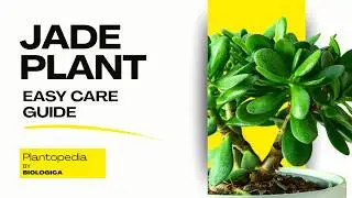 Why Jade Plant Leaves Fall Off (Care, Troubleshooting & Advice)