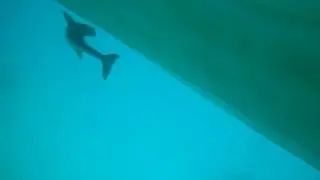 4.5 foot suckerfish While snorkeling in St. Maarten