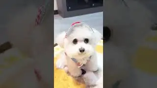Poodle Pup&rsquo;s Hat Style Game &ndash; Who Wore It Best #petharness #dogfashion