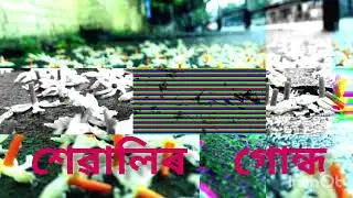 আমোলমোল শেৱালিৰ গোন্ধ//old assamese song//Amulmul xewali Gundh//Old collection