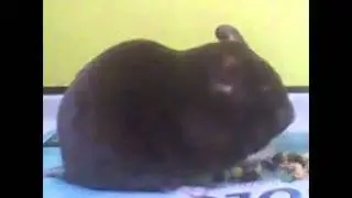 hamster mignon