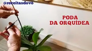 QUANDO PODAR a HASTE Da ORQUÍDEA.