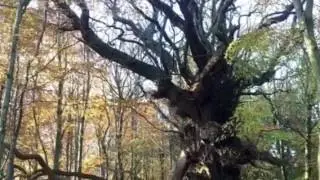 Bluebell Woods DGC