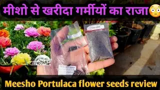 Buy the king of summer for 80 from Meesho! Meesho portulaca seeds review