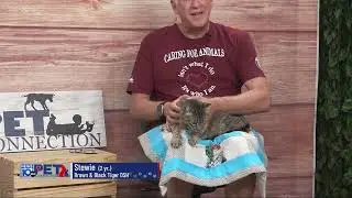 Pet Connection Stewie 8-11-25