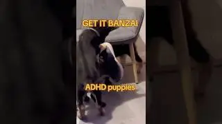 Banzai get them shoes!! #dutchsheperd #puppy #germanshepheard #cuteanimal