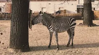 Como zoo Minnesota 