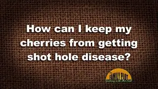 Q&A &ndash; How can I keep my cherries from getting shot hole disease?