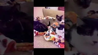 Understanding Cats and Cat Behaviors #inspiration #quotes #cat #understandingcats #cute #foryou #fyp