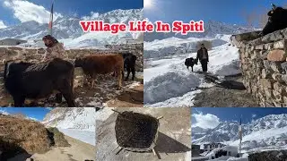 How We Take Care Of Our Cows In Winter ❄️ | Winter Spiti Vlog | #spiti #winter #cow #villagelife 