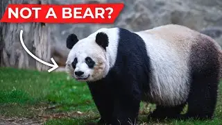 The Evolution of the Panda